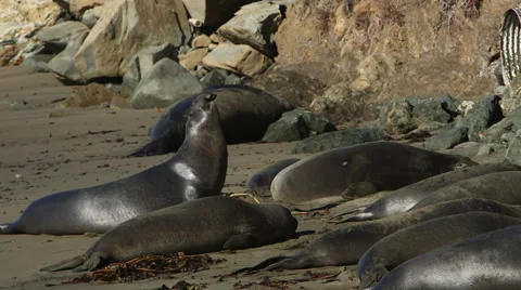 ELEPHANT SEAL BARKING WHILE OTHERS LAY ON BEACH Stock Footage 59071357