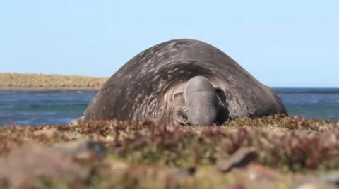 Elephant Seal basking on the beach Stock Footage 57505298