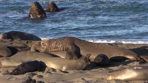 Elephant Seal on the Beach Stock-Footage 48550360