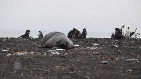 An Elephant seal on the beach.  Stock Footage 104986164