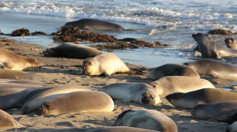 Elephant Seal Beach Medium 02 Stock Footage 32480876