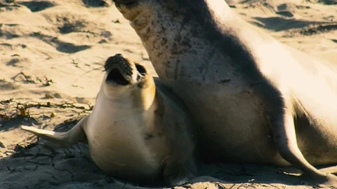 Elephant seal Chase Slow motion Stock Footage 83434491