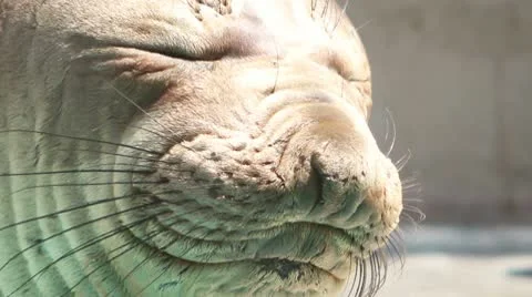 Elephant Seal Close Up Stock Footage 8991843