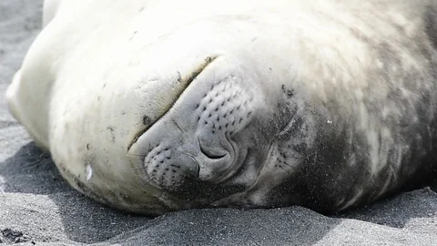 Elephant Seal close up Stock Footage 90314383