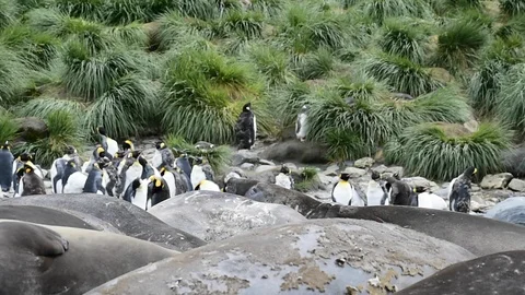 Elephant Seal close up Stock Footage 90464200