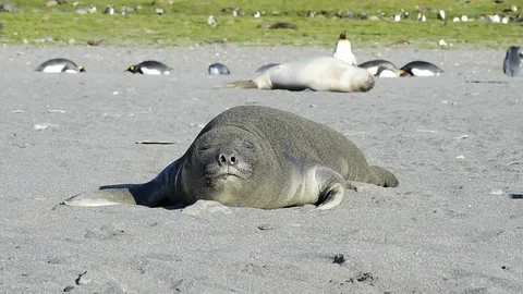 Elephant Seal close up Stock Footage 90636910
