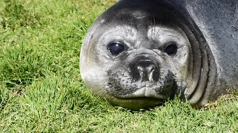 Elephant Seal close up Stock Footage 95020698