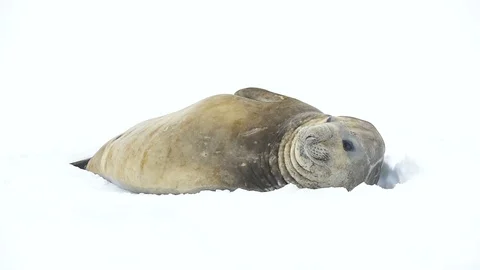 Elephant Seal close up Stock Footage 107810986