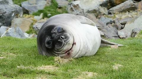 Elephant Seal close up Video stock 113049251
