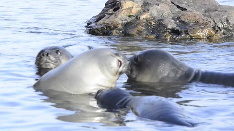 Elephant Seal close up Stock Footage 113049992