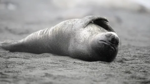 Elephant Seal close up n send Stock Footage 94827917