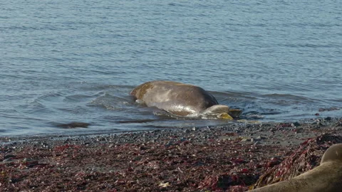 Elephant seal crawling from Antarctic beach into ocean Видео 343122377