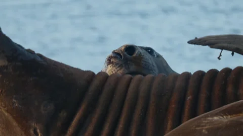 Elephant seal face surrounded by massive folded bodies Stock Footage 343121901