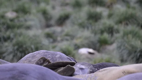 Elephant Seal fight Stock Footage 95028085