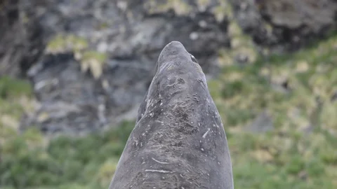 Elephant Seal fight Stock Footage 95028601