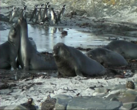 Elephant seal Stock Footage 128734