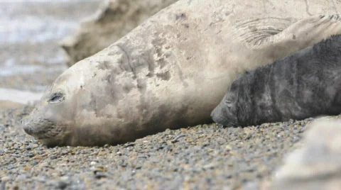 Elephant seal Stock Footage 567292