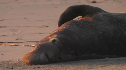  Elephant Seal Stock-Footage 1217006