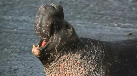 Elephant Seal Stock-Footage 10595293