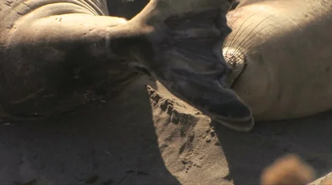 Elephant Seal 스톡 동영상 37586191