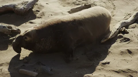 Elephant Seal Vídeos de archivo 39829615