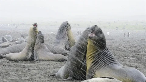 Elephant Seal friendly fight Stock Footage 100650166
