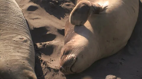 Elephant seal laying on beach scratching its neck 스톡 동영상 37586465