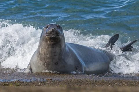 Elephant seal, Patagonia Argentina Stock Photos