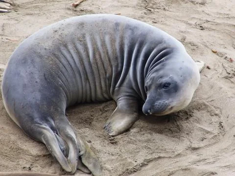 Elephant seal Stock Photos