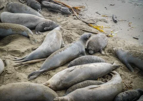 Elephant seal Stock Photos