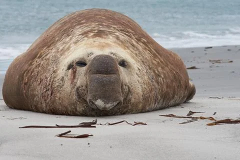 Elephant Seal Stock Photos