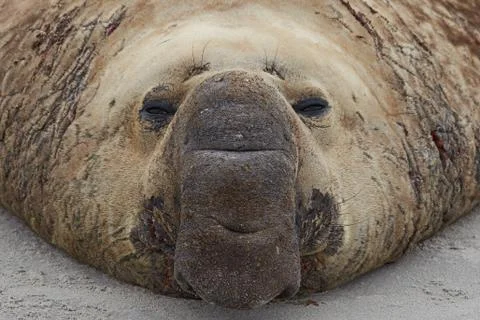 Elephant Seal Stock Photos