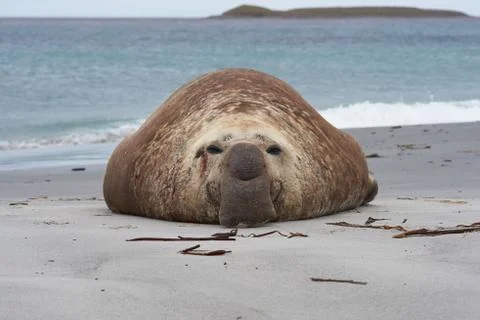 Elephant Seal Stock Photos