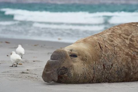 Elephant Seal Stock Photos