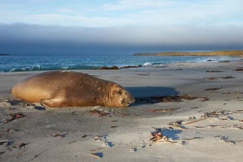 Elephant Seal Stock Photos