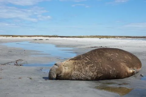 Elephant Seal Stock Photos