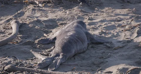 Elephant Seal Pup Crawling Alone on Beach Stock Footage 341040808