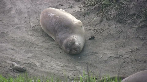 Elephant Seal Pup 库存影片 1068457