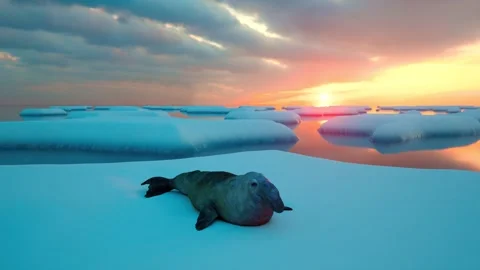 Elephant seal resting on arctic ice shelf during colorful sunset in of polar Stock Footage 340861573
