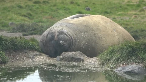 Elephant seal resting by water with reflection, South Georgia, 4K Vídeos de archivo 332336492