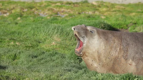Elephant Seal Roar 库存影片 65427132