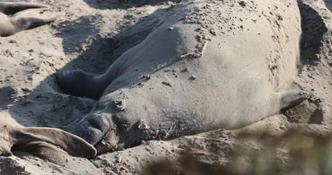 Elephant Seal Sand Bathing Stock Footage 157376967