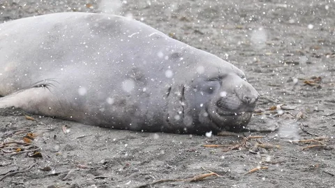 Elephant seal in snow. Stock Footage 105062758