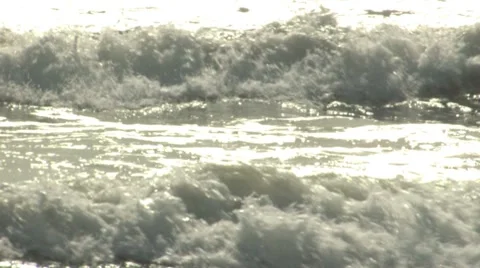 Elephant seal in surf, backlit Stock Footage 8577425
