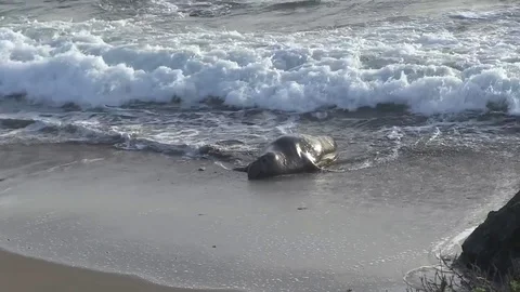 Elephant seal swims ashore Stock Footage 77010941