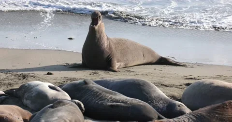 Elephant Seal Vocalizing Stock Footage 157377288