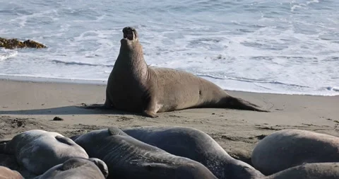 Elephant Seal Vocalizing Stock Footage 157377315