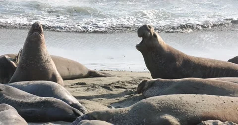 Elephant Seal Vocalizing Stock Footage 157384717