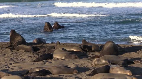 Elephant Seala on the Beach Vídeos de archivo 48384938