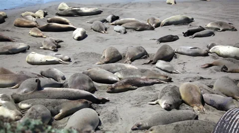 Elephant Seals 01 HD Stock-Footage 38221535